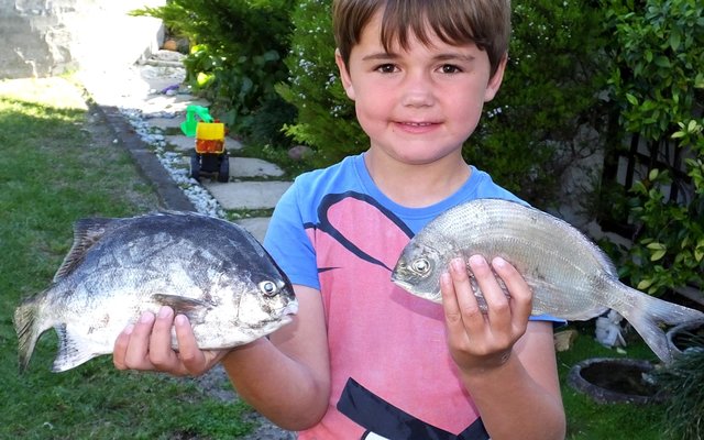 Micah van Zyl (6) is sommer baie trots op sy heel eerste eetvis wat hyself naby Pearly Beach gevang het, ‘n Kolstert (regs). Die galjoen (links) is deur sy pa, Nikey van Zyl gevang. Micah is die seun van Nikey en Michelle van Zyl van Wellington en sy trotse grootouers is Francois en Deonora de Jongh, eienaars van Gansbaai Courant. Micah van Zyl (6) is sommer baie trots op sy heel eerste eetvis wat hyself naby Pearly Beach gevang het, ‘n Kolstert (regs). Die galjoen (links) is deur sy pa, Nikey van Zyl gevang. Micah is die seun van Nikey en Michelle van Zyl van Wellington en sy trotse grootouers is Francois en Deonora de Jongh, eienaars van Gansbaai Courant.